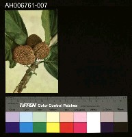 藏品(日治臺灣果物麵包樹的果實明信片)的圖片